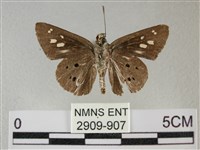 黑星弄蝶藏品圖，第2張