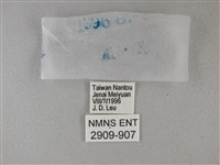 黑星弄蝶藏品圖，第3張