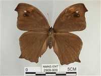 森林暮眼蝶、黑樹蔭蝶藏品圖，第1張