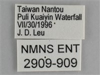 森林暮眼蝶、黑樹蔭蝶藏品圖，第3張