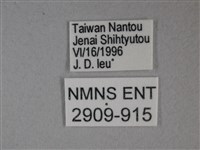 枯葉蝶藏品圖，第3張