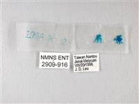 橙翅傘弄蝶藏品圖，第3張
