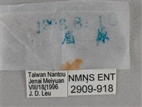 圓翅絨弄蝶藏品圖，第3張