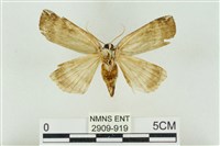 臺洒波紋蛾藏品圖，第2張