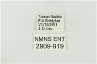 臺洒波紋蛾藏品圖，第3張