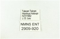 三斑虎灰蝶藏品圖，第3張