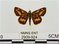 淡黃斑弄蝶藏品圖，第1張