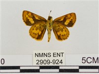 淡黃斑弄蝶藏品圖，第2張