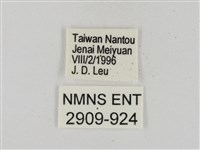 淡黃斑弄蝶藏品圖，第3張