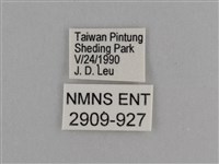 異紋紫斑蝶藏品圖，第3張