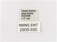 黃斑蔭眼蝶藏品圖，第3張