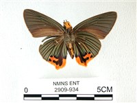 綠弄蝶藏品圖，第2張