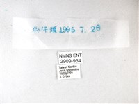 綠弄蝶藏品圖，第3張