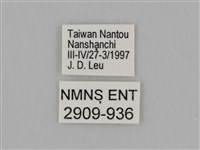 臺灣絹蛺蝶藏品圖，第3張