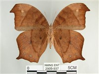 森林暮眼蝶、黑樹蔭蝶藏品圖，第2張