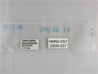 森林暮眼蝶、黑樹蔭蝶藏品圖，第3張