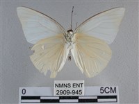 尖翅尖粉蝶藏品圖，第2張