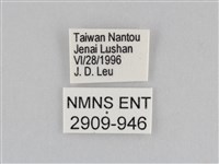 深山黛眼蝶藏品圖，第3張