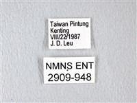 翠斑青鳳蝶藏品圖，第3張