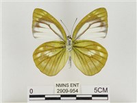 淡褐脈粉蝶藏品圖，第2張