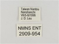 淡褐脈粉蝶藏品圖，第3張