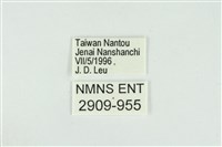 東方喙蝶藏品圖，第3張