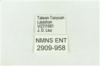 阿里山鐵灰蝶藏品圖，第3張