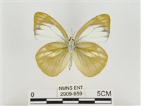 淡褐脈粉蝶藏品圖，第2張