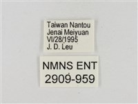 淡褐脈粉蝶藏品圖，第3張