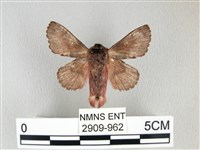 銀肩枯葉蛾藏品圖，第2張