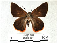 橙翅傘弄蝶藏品圖，第1張