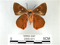 橙翅傘弄蝶藏品圖，第2張