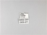 橙翅傘弄蝶藏品圖，第3張