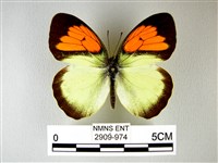 異粉蝶、雌白黃蝶藏品圖，第1張