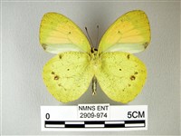 異粉蝶、雌白黃蝶藏品圖，第2張