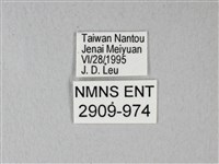 異粉蝶、雌白黃蝶藏品圖，第3張