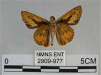 竹橙斑弄蝶藏品圖，第2張