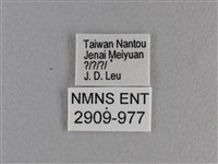 竹橙斑弄蝶藏品圖，第3張