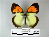 異粉蝶、雌白黃蝶藏品圖，第1張