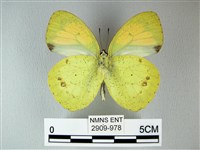 異粉蝶、雌白黃蝶藏品圖，第2張