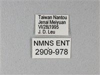 異粉蝶、雌白黃蝶藏品圖，第3張