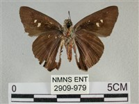 圓翅絨弄蝶藏品圖，第2張