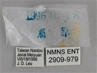 圓翅絨弄蝶藏品圖，第3張