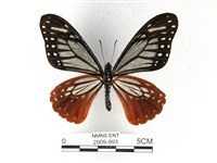斑鳳蝶藏品圖，第1張