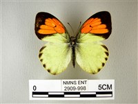 異粉蝶、雌白黃蝶藏品圖，第1張