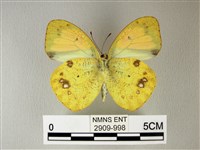 異粉蝶、雌白黃蝶藏品圖，第2張