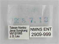 大幽眼蝶藏品圖，第3張