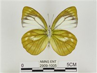 淡褐脈粉蝶藏品圖，第2張