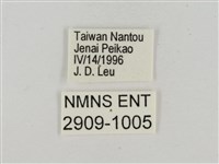 淡褐脈粉蝶藏品圖，第3張