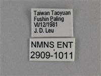 臺灣榿翠灰蝶藏品圖，第3張